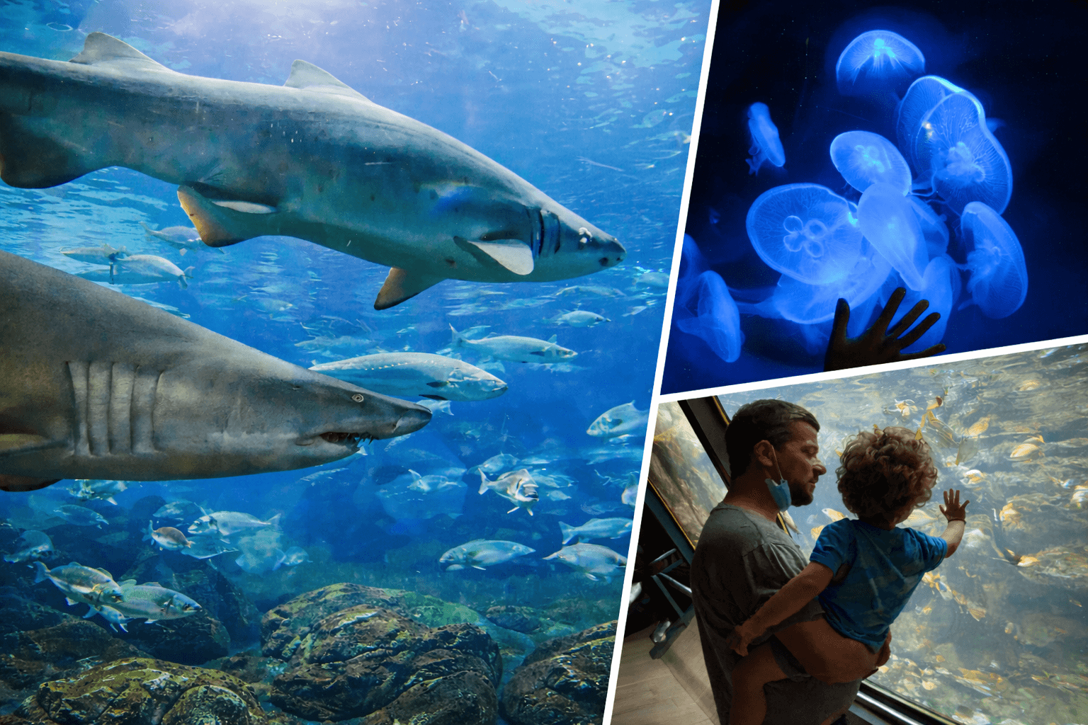 Esperienze all'Acquario di Cattolica